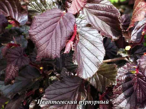 Орешник(фундук) Ивантеевский пурпурный