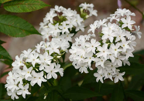 Флокс Царевна Лебедь