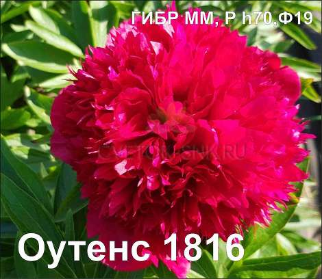 Пион Оутенс 1816