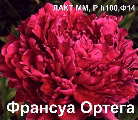 Пион Франсуа Ортего