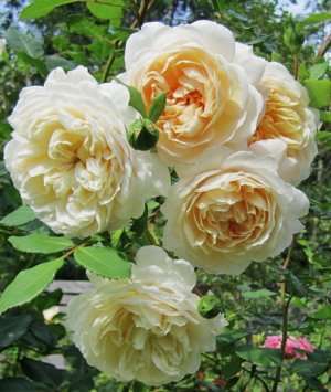 Роза Крокус розе