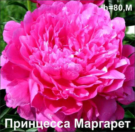 Пион Принцесса Маргарет