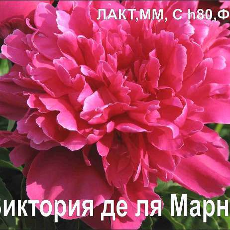 Пион Виктория де ля Марне