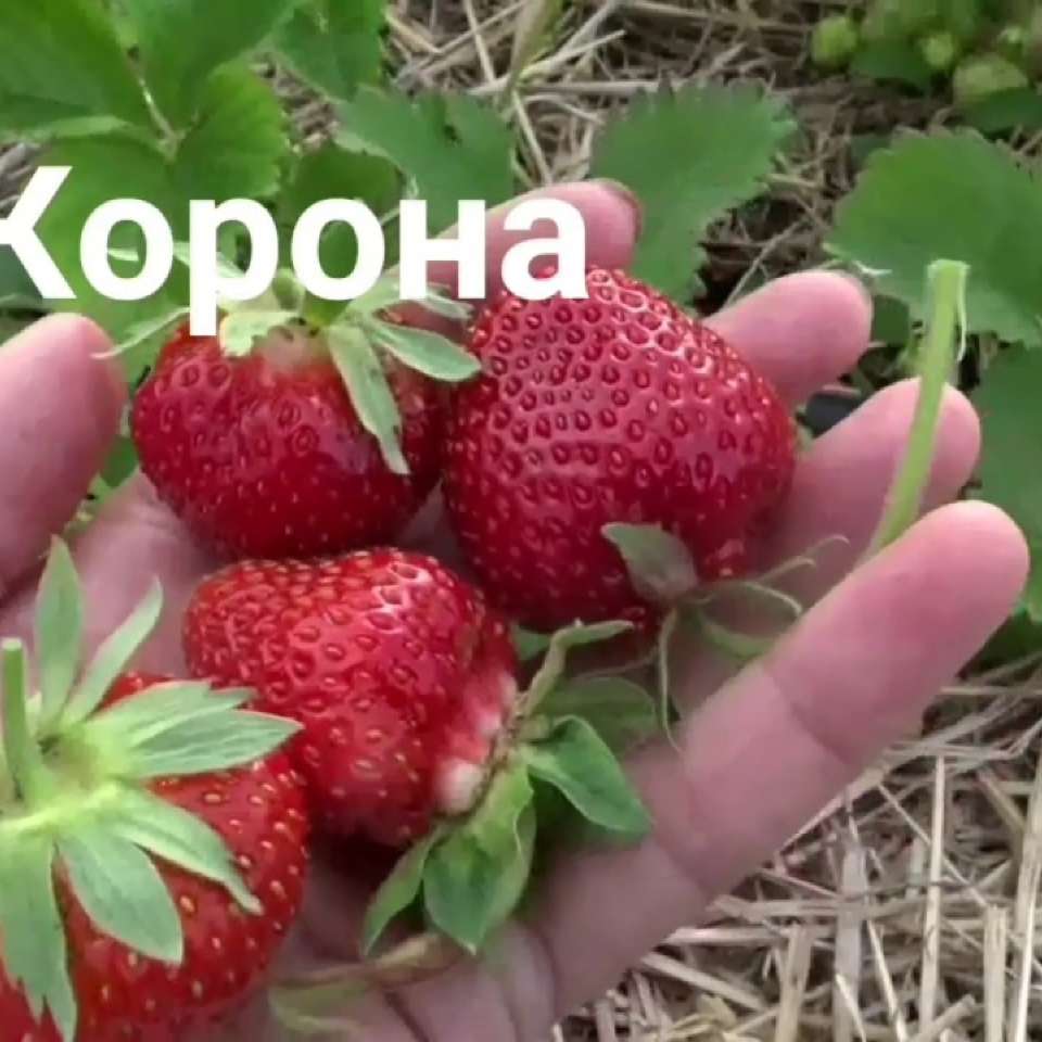 Сорт клубники корона