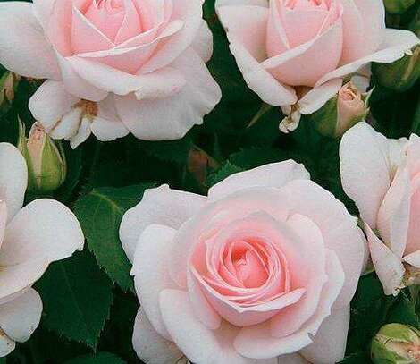 Роза Аспирин розе фл.