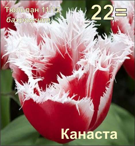 Тюльпан Канаста