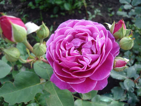 Роза Хайди клум розе фл.