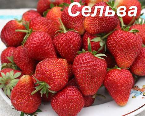 Земляника Сельва