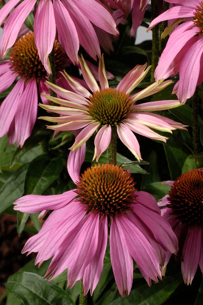 Эхинацея Echinacea Pink Tip